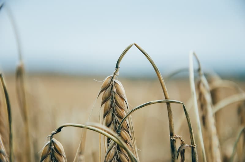 Quality Seeds · Prosperous Farmers