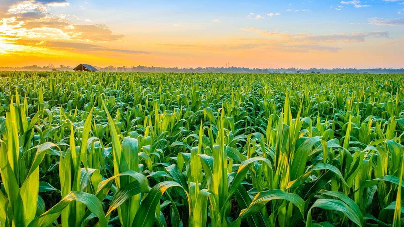 Green Fields · Happy Homes